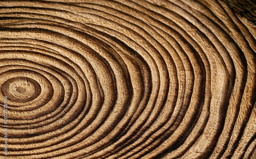 Fototapeta premium Close-up of textured wood grain with concentric rings