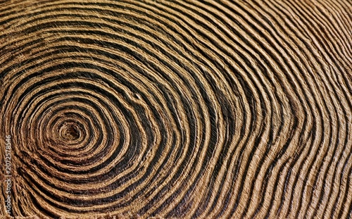 Close-up of concentric, wavy wood grain patterns with dark and light textures