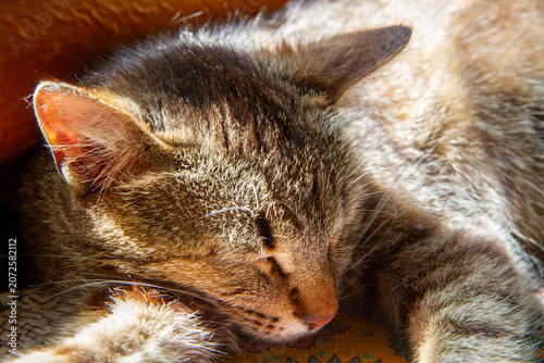 Tabby cat sleeping on a soft surface. Domestic feline resting in sunlight. Concept of pet comfort, relaxation and animal care.
