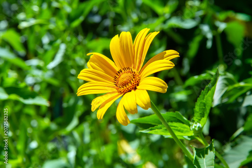 Yellow flower blooming in a sunny garden. Nature concept representing spring and growth. Botanical background for environmental and floral design.