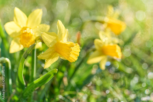 Close-up of blooming yellow daffodils in early spring sunlight with soft natural bokeh, showcasing fresh seasonal flowers and vibrant garden beauty.