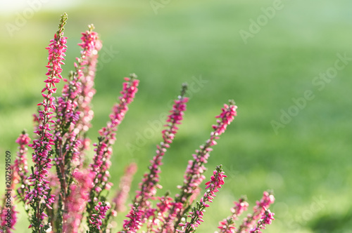 Close-up of pink heather flowers with soft green natural background. Selective focus botanical image showcasing delicate blooms and vibrant garden colors.