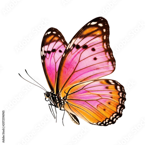 Colorful butterfly flying with wings spread isolated on transparent background