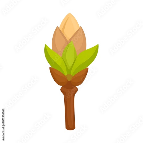 Plant bud with unfolding leaves isolated on white background natural growth concept