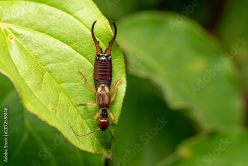 Common earwig resting on green leaf macro close up