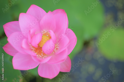 Pink lotus flower blooming in summer pond with green bokeh background