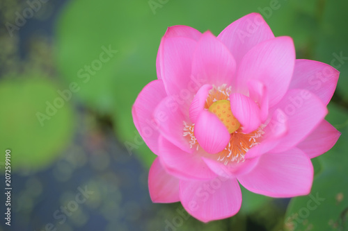 Pink lotus flower blooming in summer pond with green bokeh background