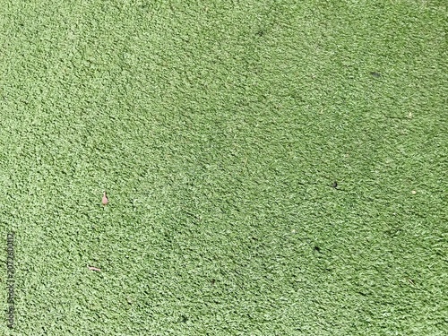 Tapety artystyczne green grass texture