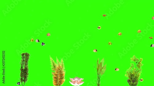 Animated tropical fish swimming with underwater sea plants and opened pearl shell on green screen