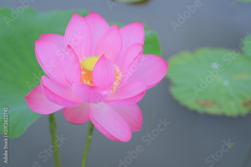 Lotus Flower with Green Leaves and Copy Space