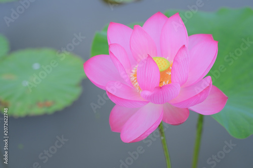 Lotus Flower with Green Leaves and Copy Space