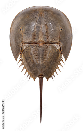 Top View of a Horseshoe Crab Isolated on White Background