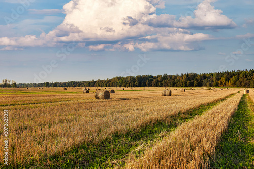 Photos Wide View of Agricultural Field With Hay Bales Under Blue Sky With Clouds