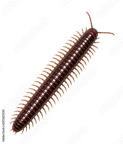 Detailed Brown Millipede Isolated on a Solid White Background