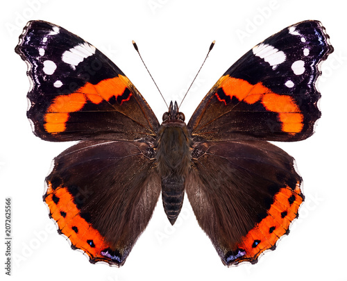 Red Admiral Butterfly with Open Wings Isolated on White Background