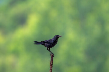 The two photos show an adult Blue Whistling Thrush and its fledgling. The adult bird has dark blue-black plumage dotted with fine white speckles, standing steadily on an iron pole against a soft green