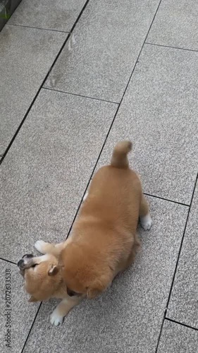 Two Shiba Inu puppies playing fighting tile floor pet