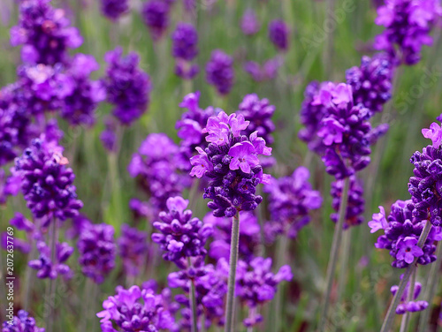 Beautiful purple lavender flowers in close-up. Lavandula background.
