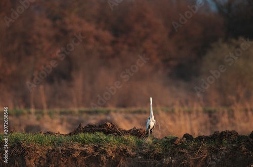 фотографія A solitary heron strides gracefully across a tranquil landscape, surrounded by s