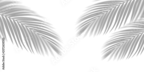 Canvastavla Overlay shadow effect of realistic tropical palm leaves on transparent PNG background