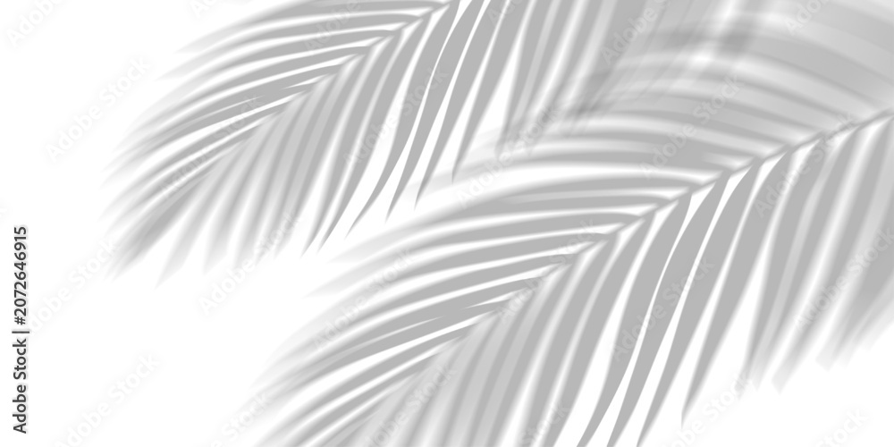 Obraz premium Overlay shadow effect of realistic tropical palm leaves on transparent PNG background. Black and white coconut leaf blur shadow overlay, summer decorative elegant backdrop. Vector illustration.