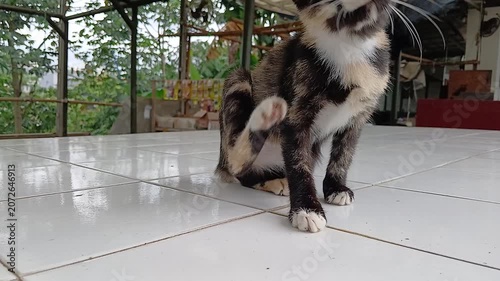 A calico kitten scratching its itchy ear with her paw.