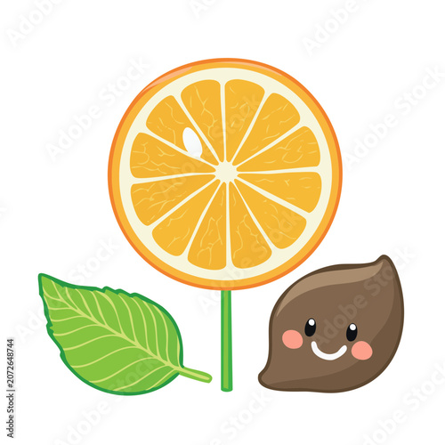 Flat Design Illustration of Orange Slice with Leaf and Seed