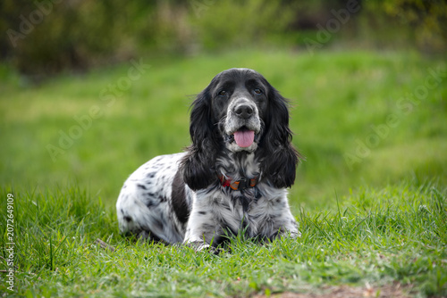 A beautiful white with black spots hunting spaniel lies calmly on a lawn among the first spring grass on a quiet spring day. Walking with a dog outside the city.
