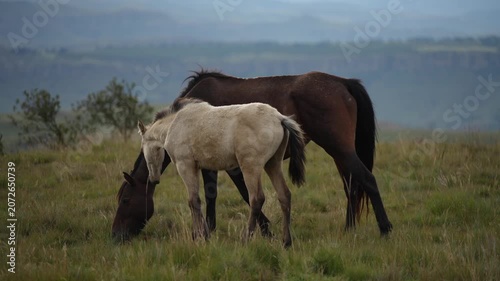 A cream foal walks from right to left across a grassy hillside beside the rear of a dark brown mare. Soft midday overcast light highlights the foals coat