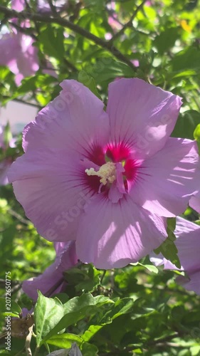 Vertical view of rose of Syria, Hibiscus syriacus