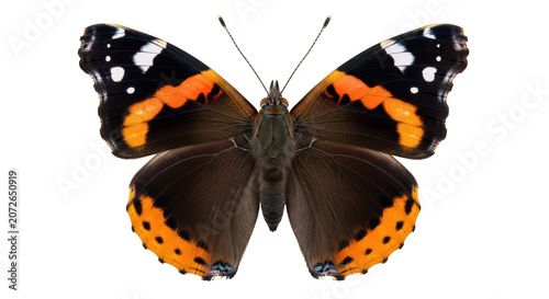Beautiful red admiral butterfly with orange and black wings isolated on transparent background