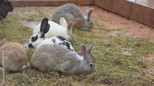 Group of cute rabbits eating dry grass in a zoo enclosure