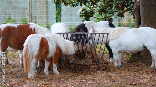 Small ponies feeding together from a metal hay rack in a green pasture enclosure
