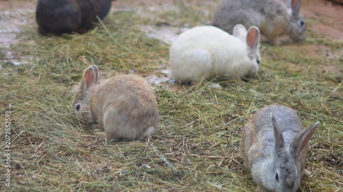 Group of cute rabbits eating dry grass in a zoo enclosure