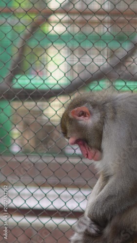 Sad monkey sitting behind a wire fence in a zoo enclosure