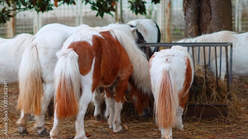 Small ponies feeding together from a metal hay rack in a green pasture enclosure
