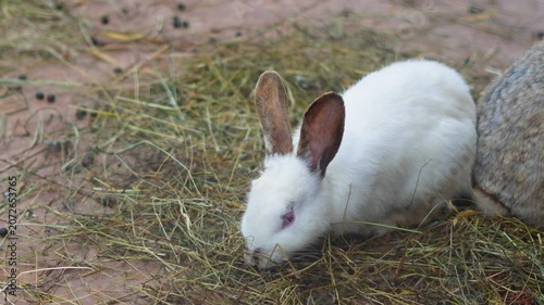 Group of cute rabbits eating dry grass in a zoo enclosure