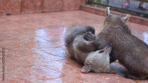 Two playful brown bear cubs wrestling in a concrete enclosure at a zoo