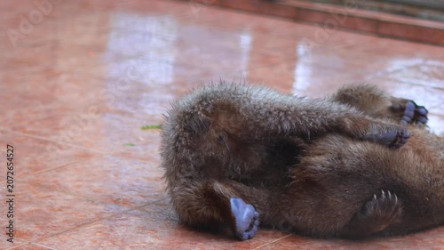 Two playful brown bear cubs wrestling in a concrete enclosure at a zoo