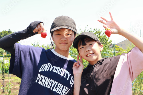 畑でお手伝いする子供たち