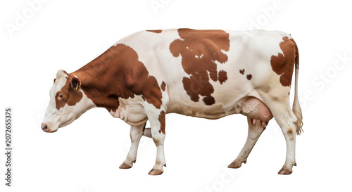 Brown and white dairy cow standing isolated on transparent background