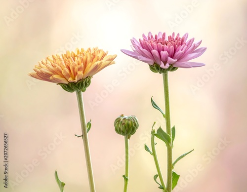 Two mums in full bloom, one bud, soft background