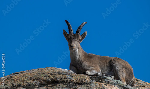 Portrait of an Iberian ibex, Capra pyrenaica ssp. victoriae, resting on a granite rock under a clear blue sky in La Pedriza, Manzanares el Real, Spain