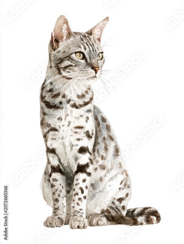 Elegant Silver Tabby Cat With Spotted Fur And Yellow Eyes Sitting Gracefully On A White Background