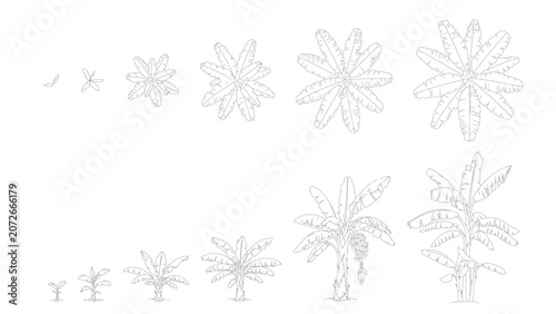 Banana tree architectural plant drawing set with top view and elevation growth stages, tropical landscape element in clean minimal line illustration style