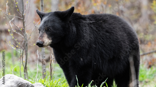 Fotografie Large Black Bear Boar Looking Outward from Forest