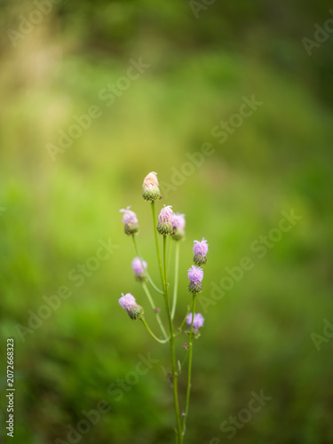 Φωτογραφία Fresh close up of purple thistles in outdoor woodland