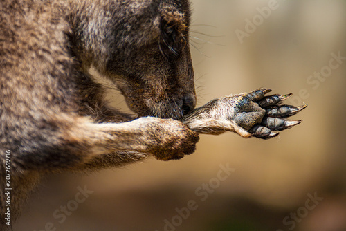 Fotografie Western Grey Kangaroo Licking Paw to stay Cool