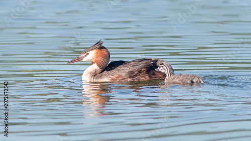 great crested grebe