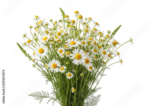 Fresh chamomile flowers with green stems during bright studio lighting isolated on transparent background